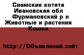 Сиамские котята - Ивановская обл., Фурмановский р-н Животные и растения » Кошки   